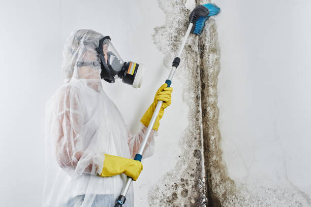 Mold Removal Process in Waldorf, MD
