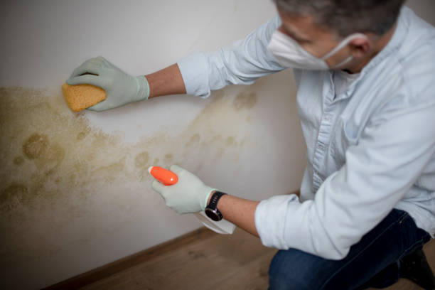 Mold Removal and Inspection in Waldorf, MD
