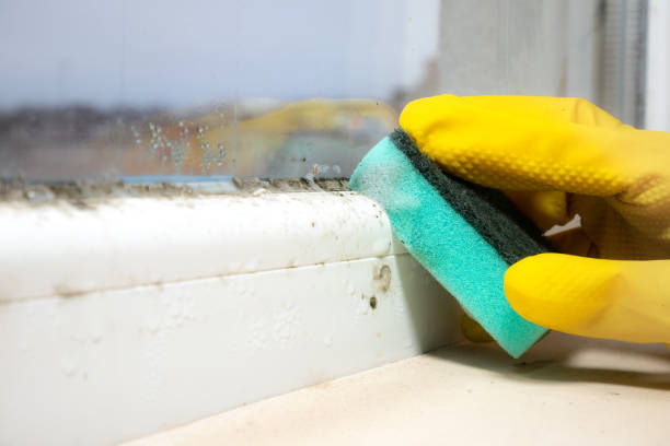 Best Attic Mold Removal  in Waldorf, MD