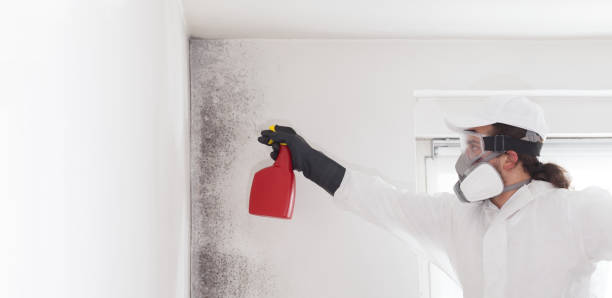 Best Certified Mold Removal  in Waldorf, MD