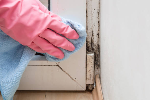 Best Mold Damage Repair  in Waldorf, MD